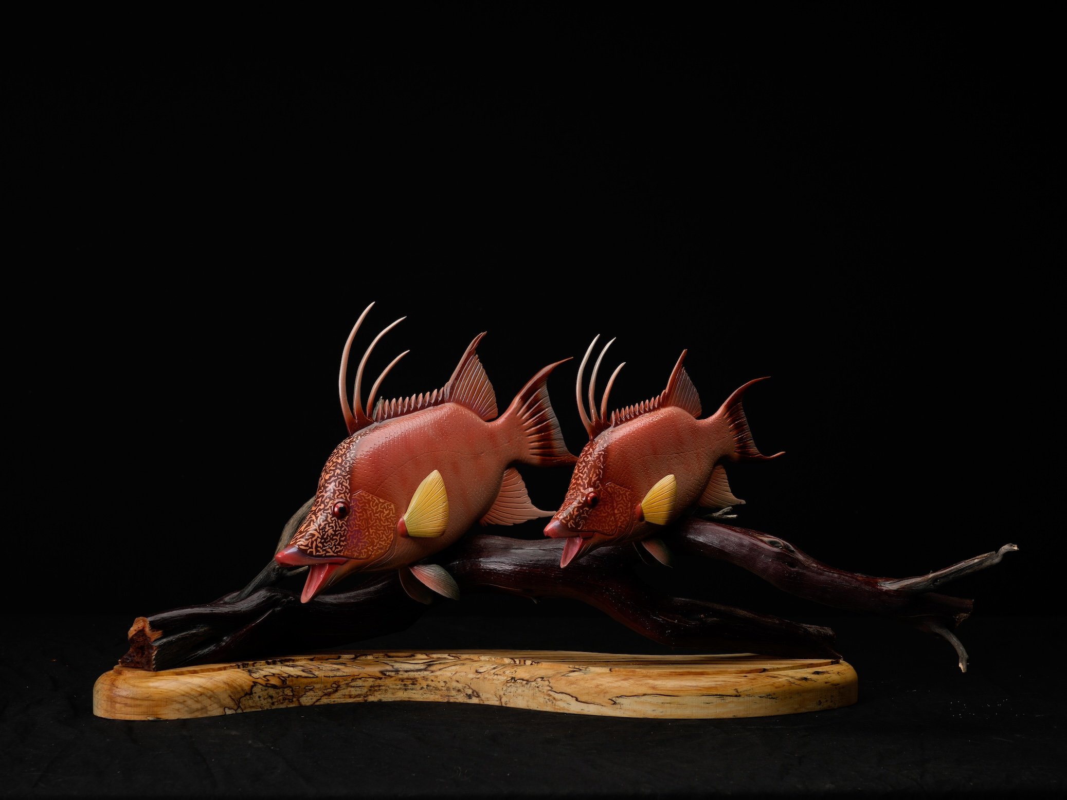 1st C, 1071, Ed Goff Hogfish copy.jpg