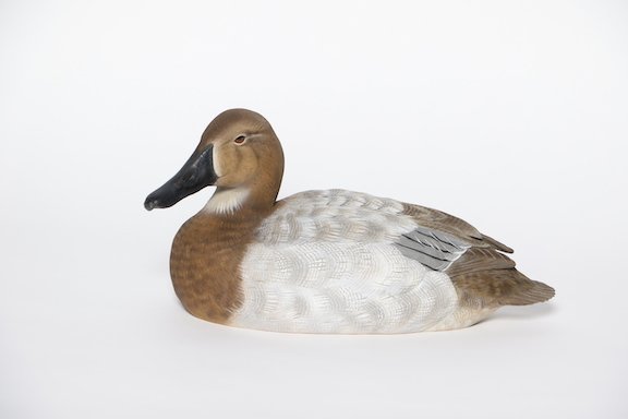 $Geraldine M. Lynch Award Brad Snodgrass Canvasback Hen2 copy.JPG
