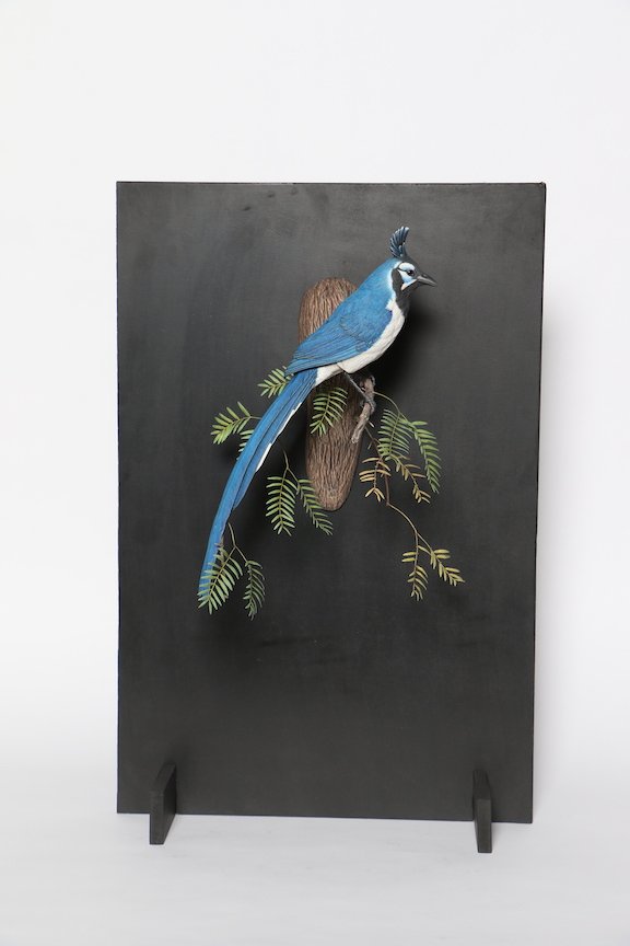  Best of Show Jerry Simchuk Black Fronted Magpie Jay1 copy.JPG