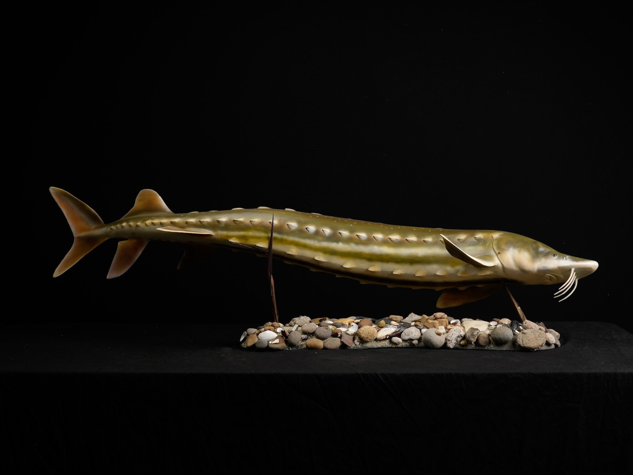 Richard Patana Green Sturgeon copy.jpg