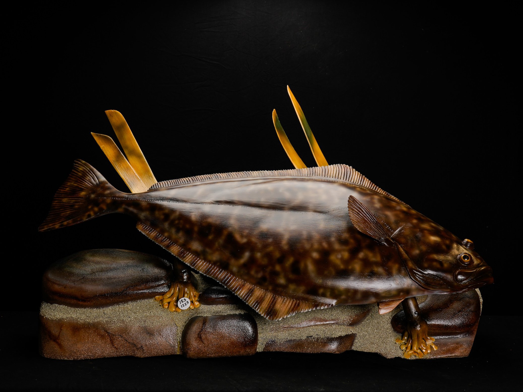  3rd BOD, 1st C 1223, Richard Patawa Pacific Halibut copy.jpg