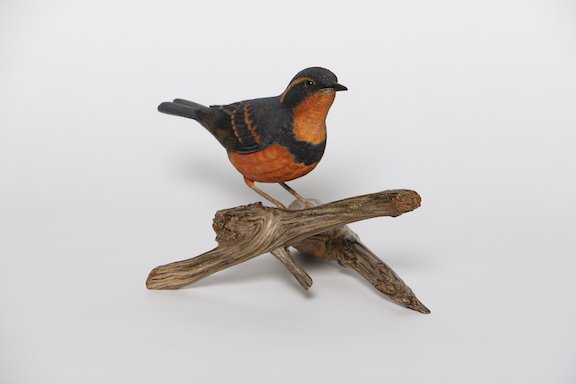  Helen Foster Award (Best Novice or Inter SongBird Larry Staufer Varied Thrush1 copy.JPG