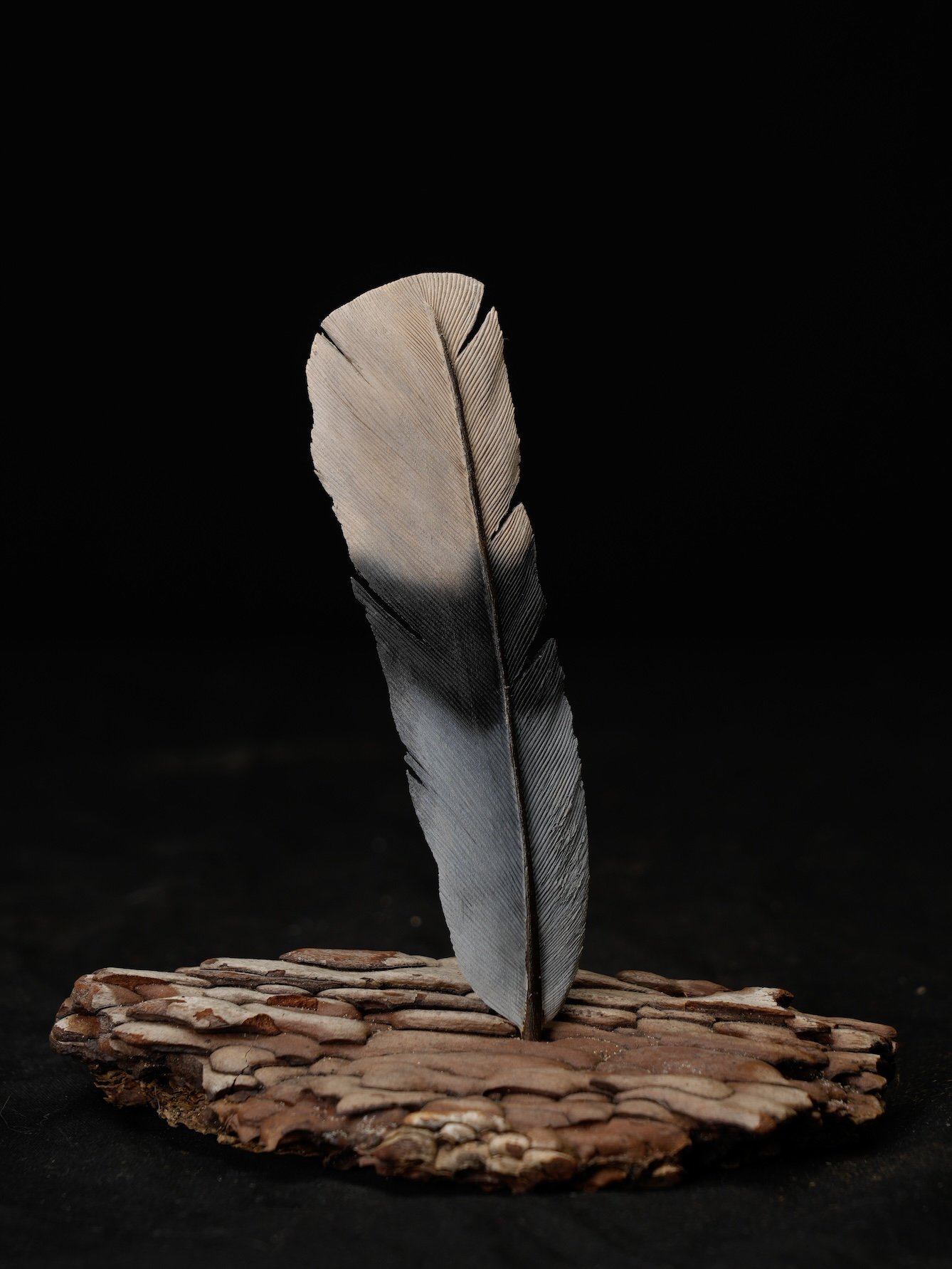  2nd BOD, 118-1044, Dan Wendling copy.jpg