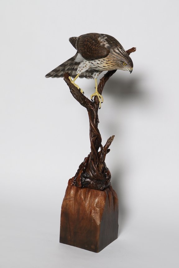 B. Decorative Lifesize Non- Floating - IWCA BOP Birds of Prey - 2nd Tom Jones Immature Coopers Hawk1JPG copy.JPG